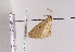  (Cyclophora azorensis - TLMF Lep 04709)  @12 [ ] CreativeCommons - Attribution Non-Commercial Share-Alike (2011) Peter Huemer Tiroler Landesmuseum Ferdinandeum