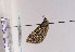  (Eupithecia latipennata - TLMF Lep 04726)  @12 [ ] CreativeCommons - Attribution Non-Commercial Share-Alike (2011) Peter Huemer Tiroler Landesmuseum Ferdinandeum
