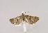  (Cochylimorpha cultana - TLMF Lep 03176)  @13 [ ] CreativeCommons - Attribution Non-Commercial Share-Alike (2011) Peter Huemer Tiroler Landesmuseum Ferdinandeum