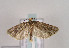  (Lozotaeniodes cupressana - TLMF Lep 03202)  @13 [ ] CreativeCommons - Attribution Non-Commercial Share-Alike (2011) Peter Huemer Tiroler Landesmuseum Ferdinandeum