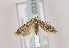  (Scrobipalpa bradleyi - TLMF Lep 03310)  @13 [ ] CreativeCommons - Attribution Non-Commercial Share-Alike (2011) Peter Huemer Tiroler Landesmuseum Ferdinandeum
