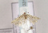  (Scrobipalpa stabilis - TLMF Lep 03315)  @12 [ ] CreativeCommons - Attribution Non-Commercial Share-Alike (2011) Peter Huemer Tiroler Landesmuseum Ferdinandeum
