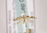  (Scrobipalpa bigoti - TLMF Lep 03320)  @13 [ ] CreativeCommons - Attribution Non-Commercial Share-Alike (2011) Peter Huemer Tiroler Landesmuseum Ferdinandeum