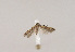  (Scrobipalpa brahmiella - TLMF Lep 03322)  @13 [ ] CreativeCommons - Attribution Non-Commercial Share-Alike (2011) Peter Huemer Tiroler Landesmuseum Ferdinandeum