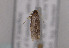  (Eurodachtha canigella - TLMF Lep 03940)  @12 [ ] CreativeCommons - Attribution Non-Commercial Share-Alike (2011) Peter Huemer Tiroler Landesmuseum Ferdinandeum