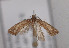 (Acrolepiopsis vesperella - TLMF Lep 04021)  @14 [ ] CreativeCommons - Attribution Non-Commercial Share-Alike (2011) Peter Huemer Tiroler Landesmuseum Ferdinandeum