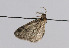  ( - TLMF Lep 05921)  @12 [ ] CreativeCommons - Attribution Non-Commercial Share-Alike (2011) Peter Huemer Tiroler Landesmuseum Ferdinandeum