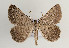  (Gnophos perspersata - TLMF Lep 05938)  @13 [ ] CreativeCommons - Attribution Non-Commercial Share-Alike (2011) Peter Huemer Tiroler Landesmuseum Ferdinandeum