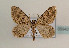  (Almeria - TLMF Lep 05942)  @14 [ ] CreativeCommons - Attribution Non-Commercial Share-Alike (2011) Peter Huemer Tiroler Landesmuseum Ferdinandeum
