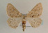  (Dyscia penulataria - TLMF Lep 05946)  @14 [ ] CreativeCommons - Attribution Non-Commercial Share-Alike (2011) Peter Huemer Tiroler Landesmuseum Ferdinandeum