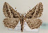  ( - TLMF Lep 05961)  @14 [ ] CreativeCommons - Attribution Non-Commercial Share-Alike (2011) Peter Huemer Tiroler Landesmuseum Ferdinandeum