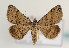  (Phytometra sanctiflorentis - TLMF Lep 05987)  @15 [ ] CreativeCommons - Attribution Non-Commercial Share-Alike (2011) Peter Huemer Tiroler Landesmuseum Ferdinandeum