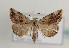  (Eublemma ostrina - TLMF Lep 05996)  @15 [ ] CreativeCommons - Attribution Non-Commercial Share-Alike (2011) Peter Huemer Tiroler Landesmuseum Ferdinandeum