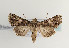  ( - TLMF Lep 06008)  @13 [ ] CreativeCommons - Attribution Non-Commercial Share-Alike (2011) Peter Huemer Tiroler Landesmuseum Ferdinandeum