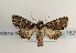  (Hadena magnolii - TLMF Lep 06020)  @15 [ ] CreativeCommons - Attribution Non-Commercial Share-Alike (2011) Peter Huemer Tiroler Landesmuseum Ferdinandeum