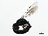  (Crossocerus barbipes - 10PHMAL-0332)  @15 [ ] CreativeCommons - Attribution (2011) CBG Photography Group Centre for Biodiversity Genomics