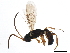  (Epitomus - 10PHMAL-0599)  @15 [ ] CreativeCommons - Attribution (2011) CBG Photography Group Centre for Biodiversity Genomics