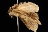  ( - moth207.02SA)  @13 [ ] CreativeCommons - Attribution (2010) Unspecified Centre for Biodiversity Genomics