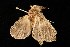  ( - moth207.02SA)  @13 [ ] CreativeCommons - Attribution (2010) Unspecified Centre for Biodiversity Genomics