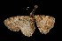  (Eupithecia johnstoni - 04HBL007579)  @13 [ ] CreativeCommons - Attribution (2010) Unspecified Centre for Biodiversity Genomics