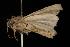  ( - moth2745.02)  @14 [ ] CreativeCommons - Attribution (2010) Unspecified Centre for Biodiversity Genomics