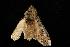  ( - moth1011.02)  @12 [ ] CreativeCommons - Attribution (2010) Unspecified Centre for Biodiversity Genomics