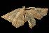  ( - moth1139.01)  @13 [ ] CreativeCommons - Attribution (2010) Unspecified Centre for Biodiversity Genomics