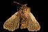  ( - moth123.02)  @13 [ ] CreativeCommons - Attribution (2010) Unspecified Centre for Biodiversity Genomics