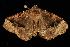  ( - moth1841.02)  @13 [ ] CreativeCommons - Attribution (2010) Unspecified Centre for Biodiversity Genomics