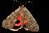 ( - moth2356.02)  @12 [ ] CreativeCommons - Attribution (2010) Unspecified Centre for Biodiversity Genomics