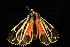  ( - moth2374.02)  @12 [ ] CreativeCommons - Attribution (2010) Unspecified Centre for Biodiversity Genomics