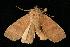  ( - moth2385.02)  @12 [ ] CreativeCommons - Attribution (2010) Unspecified Centre for Biodiversity Genomics