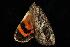  ( - moth2409.02)  @13 [ ] CreativeCommons - Attribution (2010) Unspecified Centre for Biodiversity Genomics