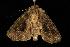  ( - moth2559.02)  @13 [ ] CreativeCommons - Attribution (2010) Unspecified Centre for Biodiversity Genomics