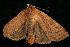  ( - moth2560.02)  @13 [ ] CreativeCommons - Attribution (2010) Unspecified Centre for Biodiversity Genomics