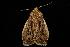  ( - moth2570.02)  @13 [ ] CreativeCommons - Attribution (2010) Unspecified Centre for Biodiversity Genomics