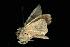  ( - moth29.02)  @12 [ ] CreativeCommons - Attribution (2010) Unspecified Centre for Biodiversity Genomics