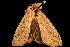  ( - moth375.02)  @12 [ ] CreativeCommons - Attribution (2010) Unspecified Centre for Biodiversity Genomics