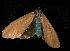  ( - moth563.01)  @13 [ ] CreativeCommons - Attribution (2010) Unspecified Centre for Biodiversity Genomics