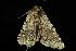  ( - moth60.02)  @12 [ ] CreativeCommons - Attribution (2010) Unspecified Centre for Biodiversity Genomics