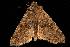 ( - moth83.02)  @14 [ ] CreativeCommons - Attribution (2010) Unspecified Centre for Biodiversity Genomics