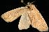  ( - moth906.01)  @13 [ ] CreativeCommons - Attribution (2010) Unspecified Centre for Biodiversity Genomics