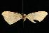  ( - moth965.01)  @12 [ ] CreativeCommons - Attribution (2010) Unspecified Centre for Biodiversity Genomics