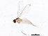  ( - 10PHMAL-2785)  @12 [ ] CreativeCommons - Attribution (2012) CBG Photography Group Centre for Biodiversity Genomics