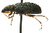  ( - 10PHMAL-2441)  @13 [ ] CreativeCommons - Attribution (2012) CBG Photography Group Centre for Biodiversity Genomics