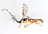  ( - BIOUG00854-E09)  @14 [ ] CreativeCommons - Attribution (2011) CBG Photography Group Centre for Biodiversity Genomics