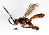  (Barichneumon - BIOUG00854-G01)  @15 [ ] CreativeCommons - Attribution (2011) CBG Photography Group Centre for Biodiversity Genomics