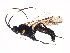  (Cratichneumon viator - BIOUG00861-A11)  @15 [ ] CreativeCommons - Attribution (2011) CBG Photography Group Centre for Biodiversity Genomics