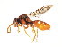  (Nomada sp. 5 - BIOUG00801-D11)  @14 [ ] CreativeCommons - Attribution (2011) CBG Photography Group Centre for Biodiversity Genomics