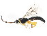  ( - BIOUG00801-F08)  @13 [ ] CreativeCommons - Attribution (2011) CBG Photography Group Centre for Biodiversity Genomics